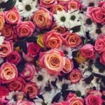 12 Stunning Flowers for Each Month (With Birthstones & Gift Ideas)