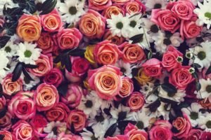 Read more about the article 12 Stunning Flowers for Each Month (With Birthstones & Gift Ideas)