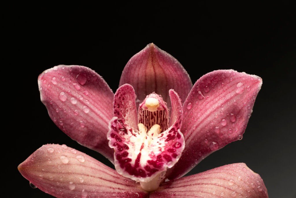 Dracula Vampira: A Unique Orchid with Gothic Charm