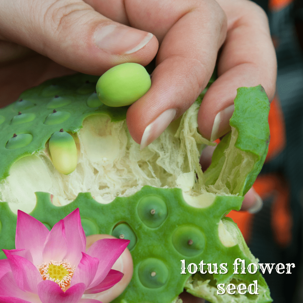 lotus flower