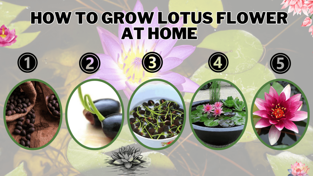 lotus flower