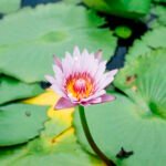 Nelumbo nucifera : Lotus Flower A Short Stories.4