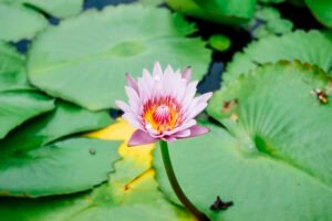 Read more about the article Nelumbo nucifera : Lotus Flower A Short Stories.4