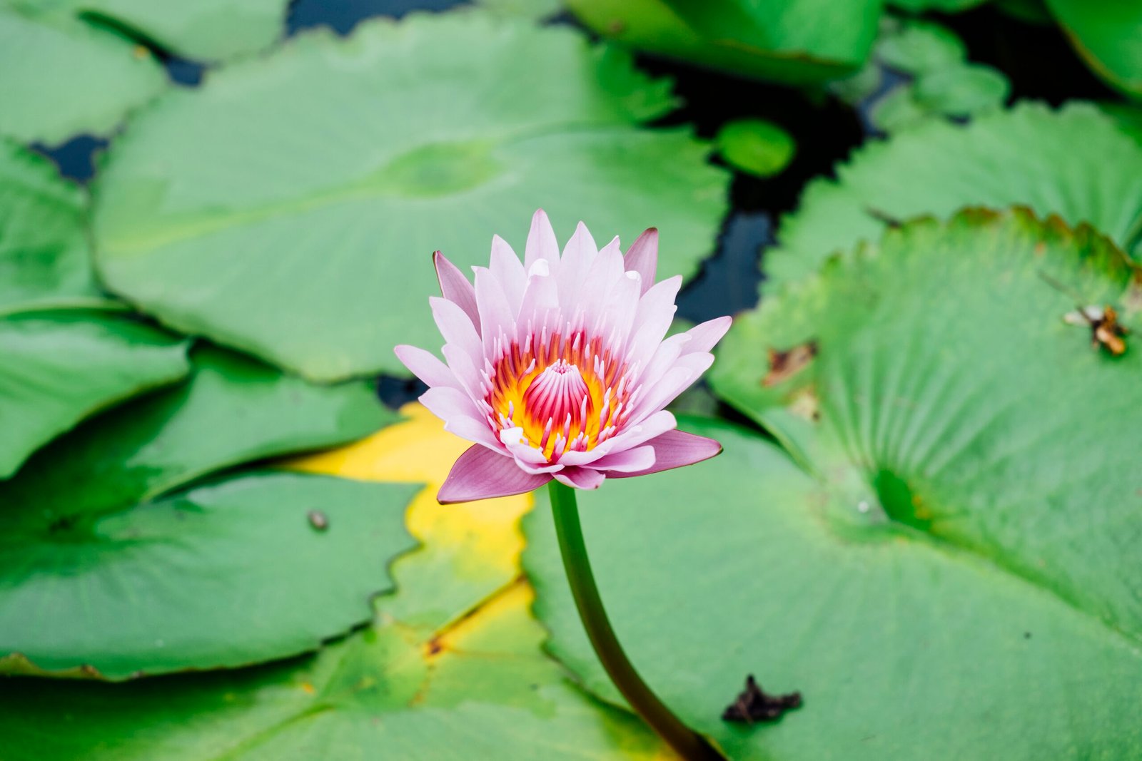 You are currently viewing Nelumbo nucifera : Lotus Flower A Short Stories.4