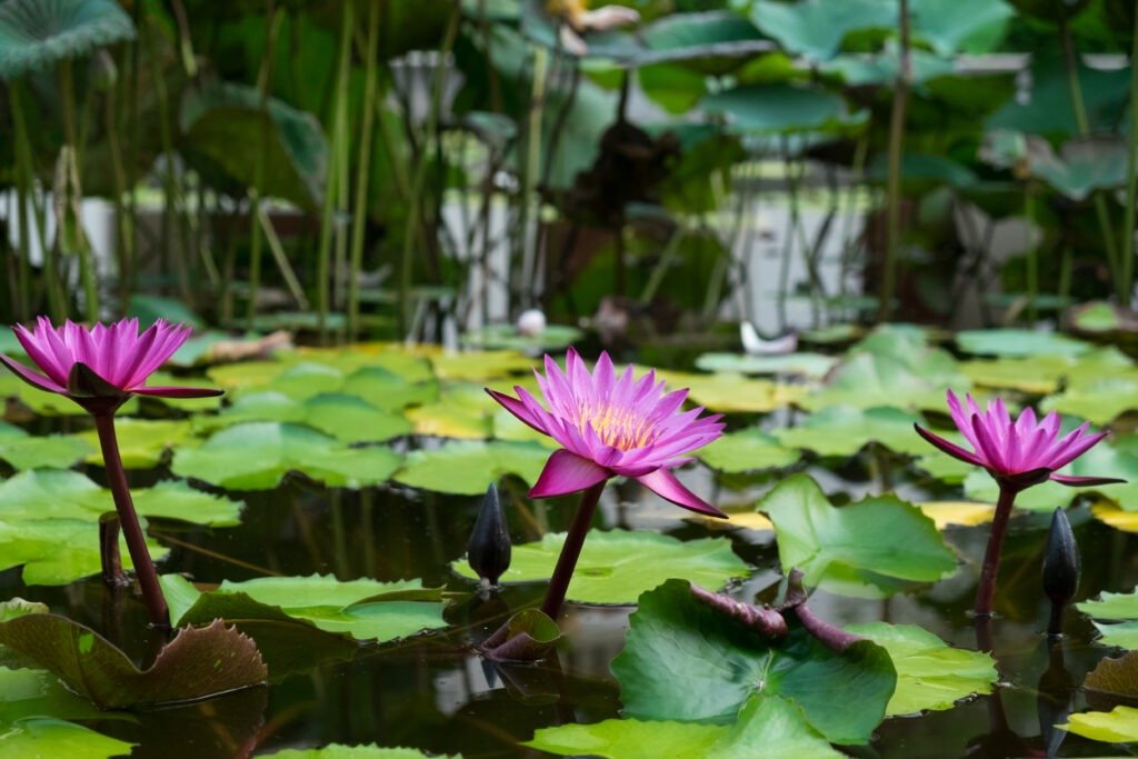 lotus flower