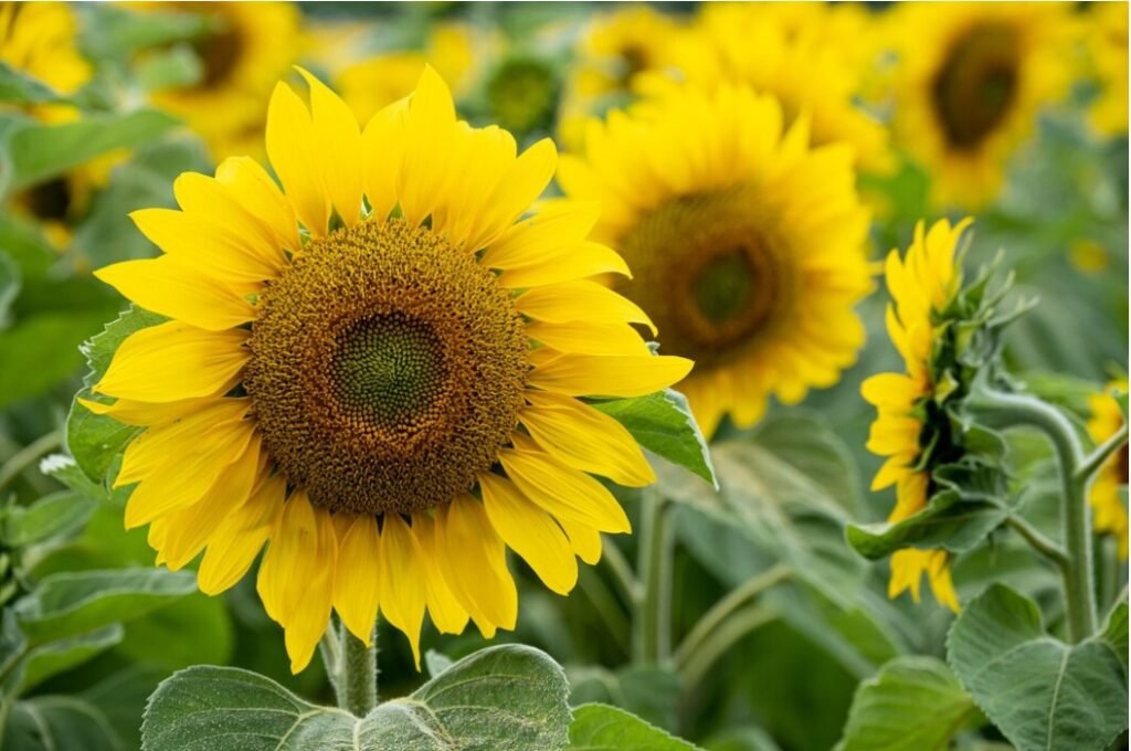 Sunflowers