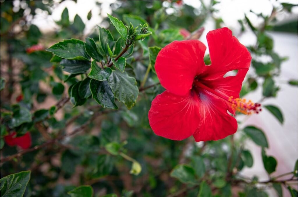 Hibiscus