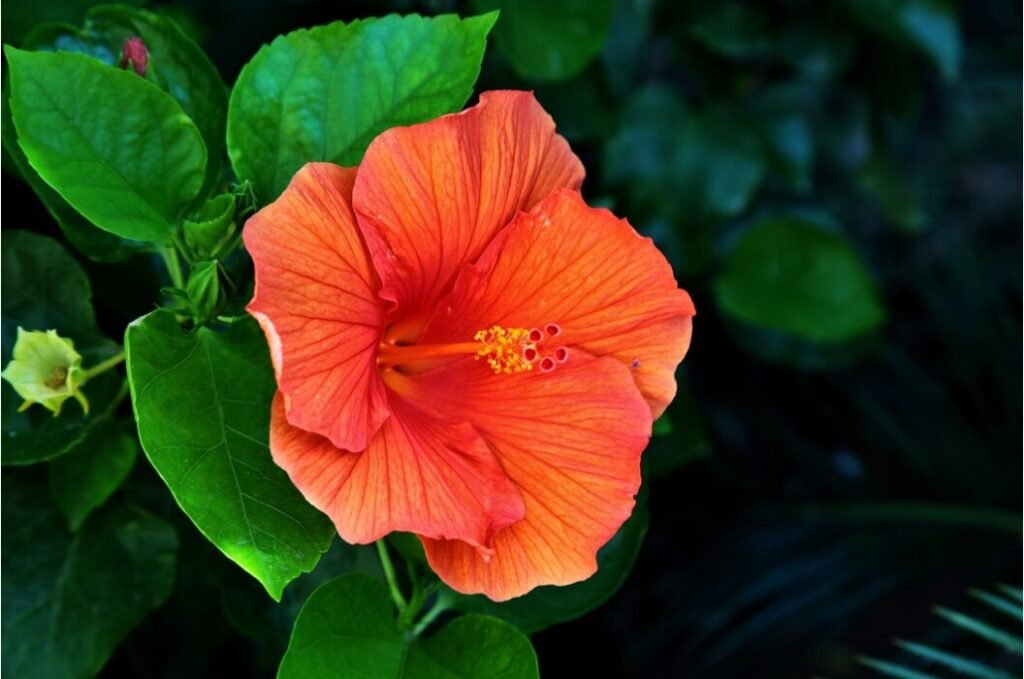 Hibiscus