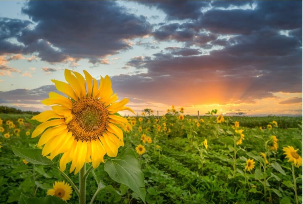 Sunflowers