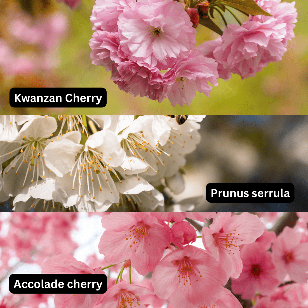 Cherry Blossom flowers