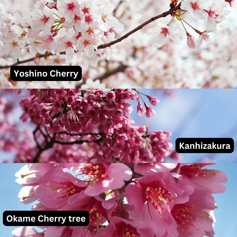 Cherry Blossom flowers