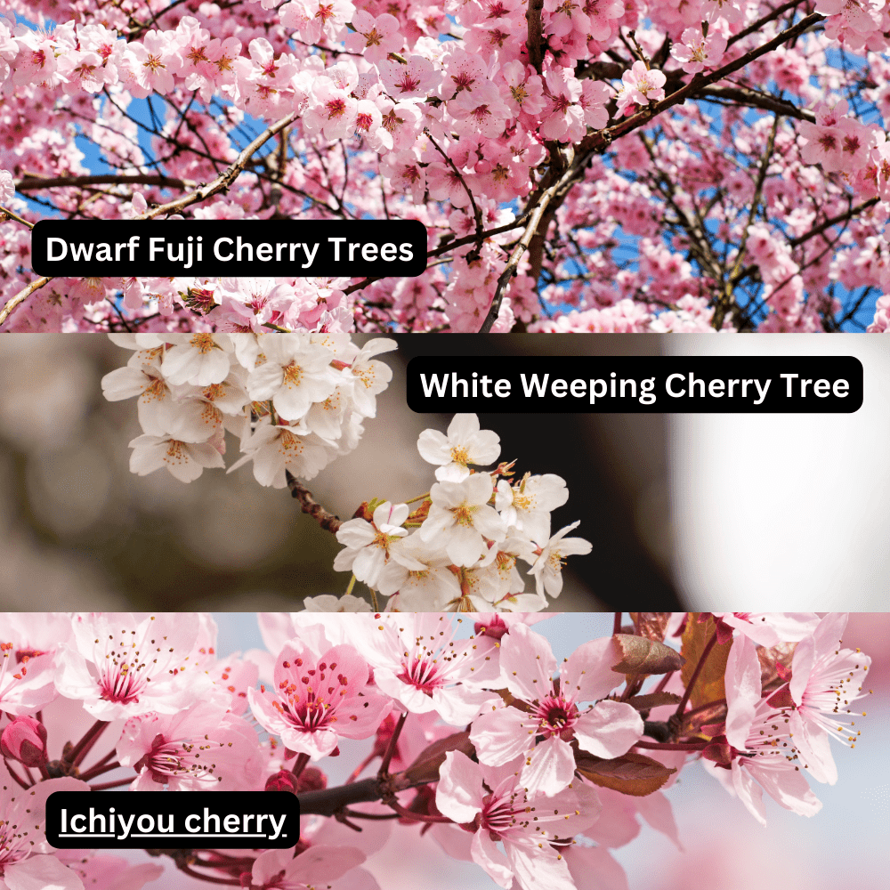 Cherry Blossom flowers