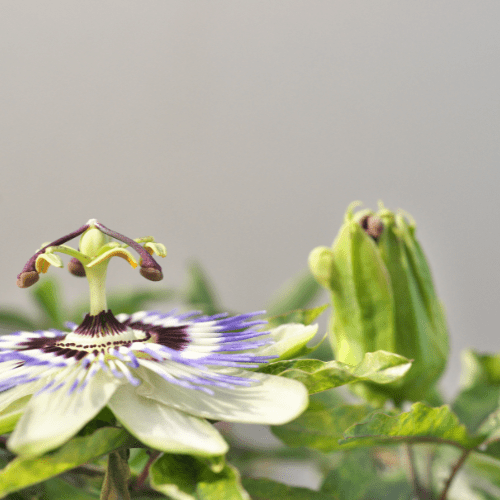 Passion Flower Medicine