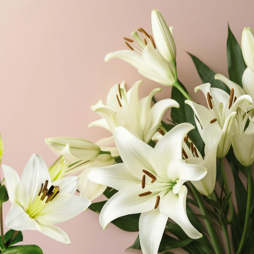 Lilies-Lily Flowers