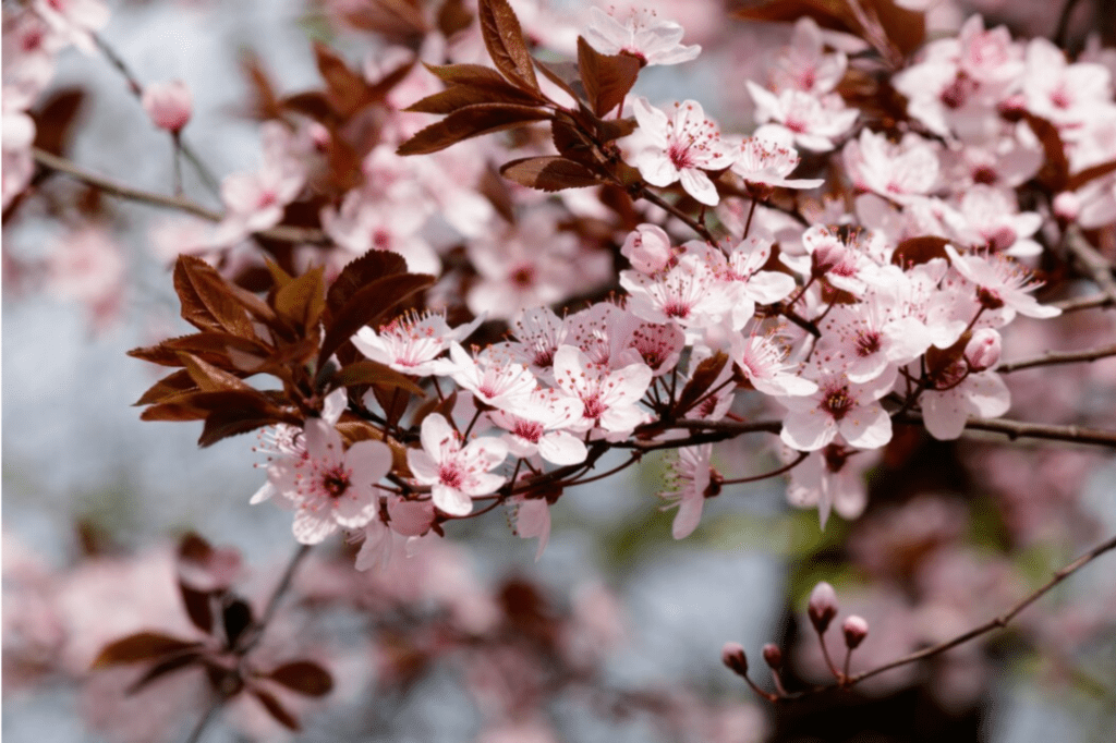 Cherry Blossom flowers