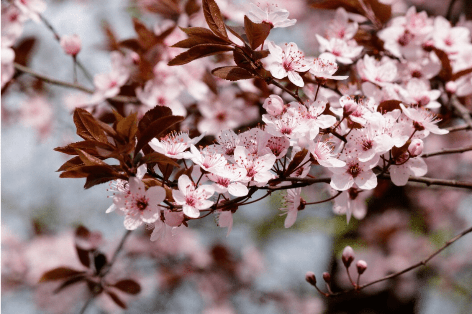 Beauty of Cherry Blossom Flowers: A 5-Step Guide