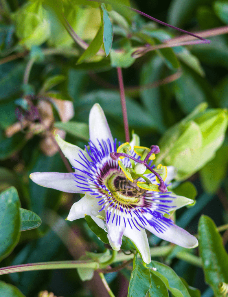 Passion Flower Medicine