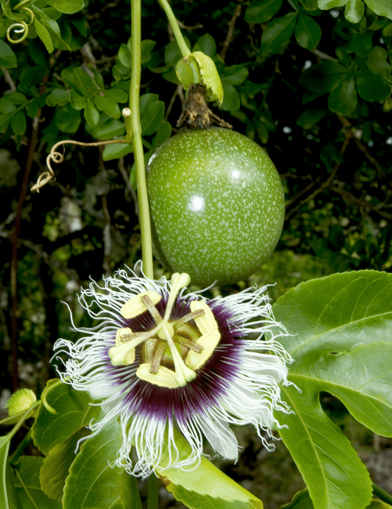 Passion Flower Medicine