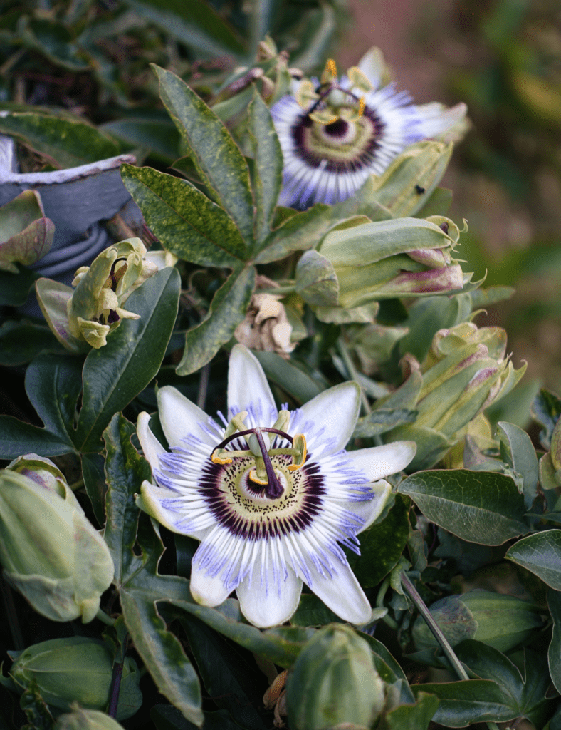 Passion Flower Medicine