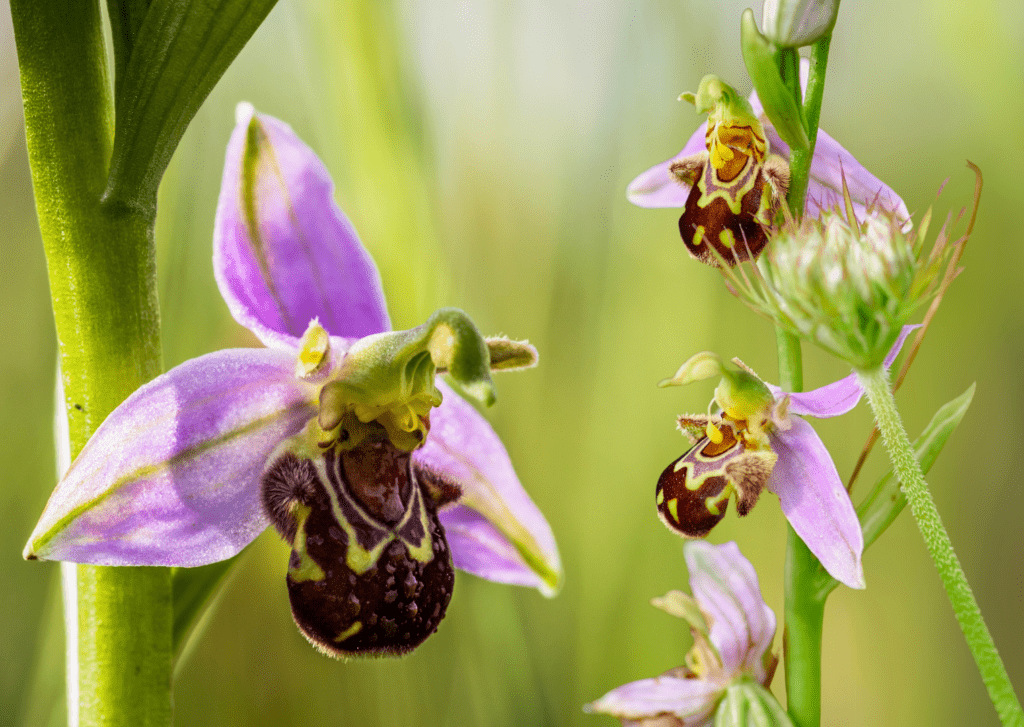 Bee Orchids (Ophrys apifera)