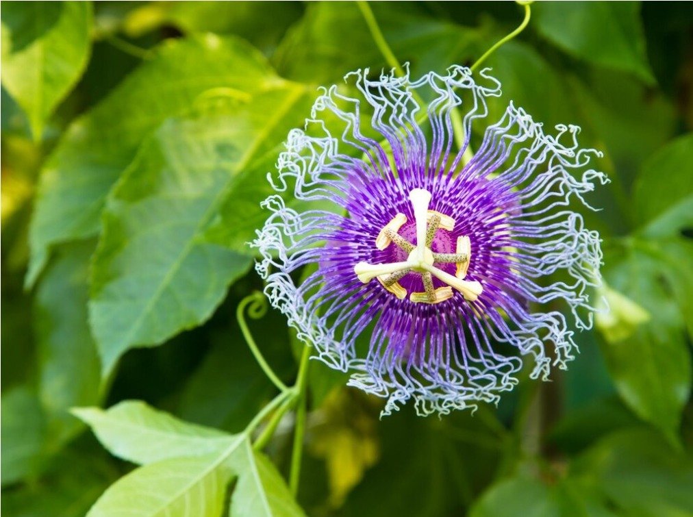 Passion Flower Medicine