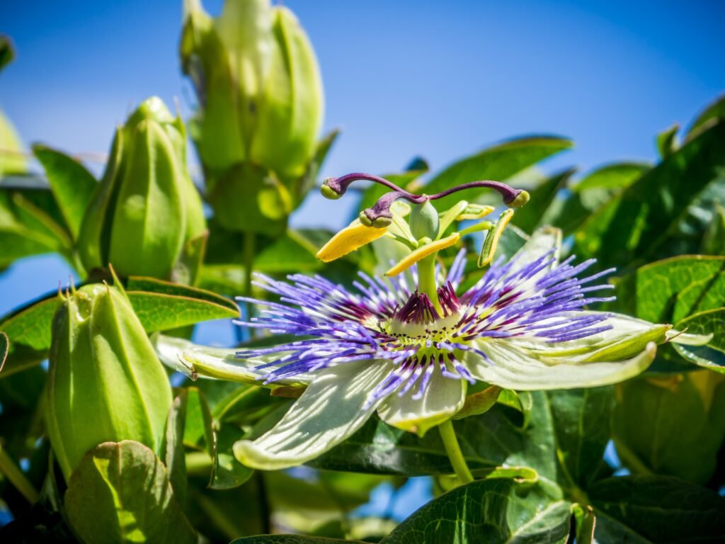 Passion Flower Medicine