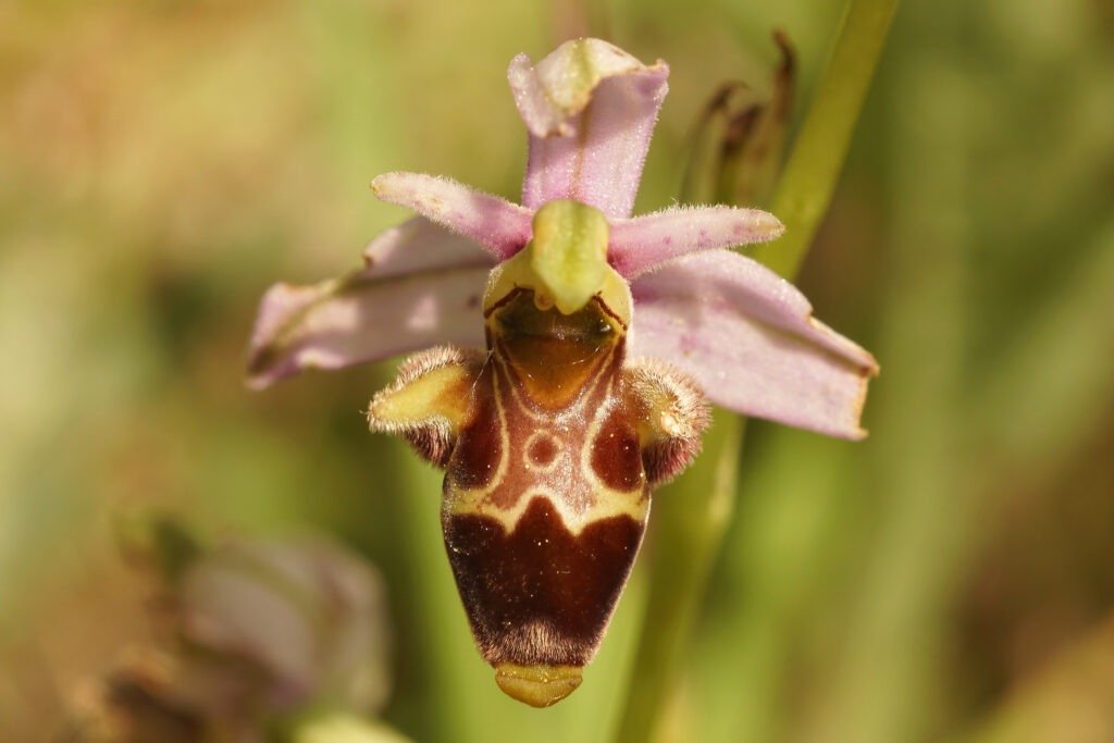 Bee Orchids (Ophrys apifera)