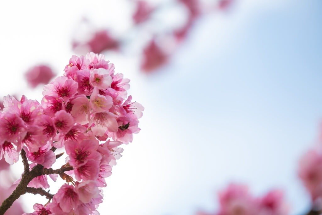 Cherry Blossom flowers