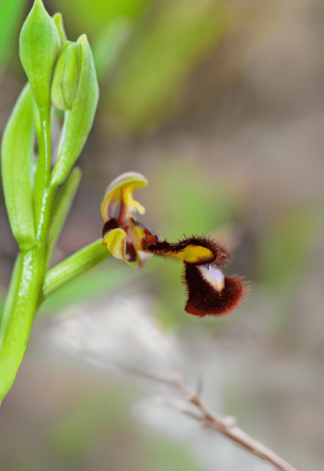 Bee Orchids (Ophrys apifera)