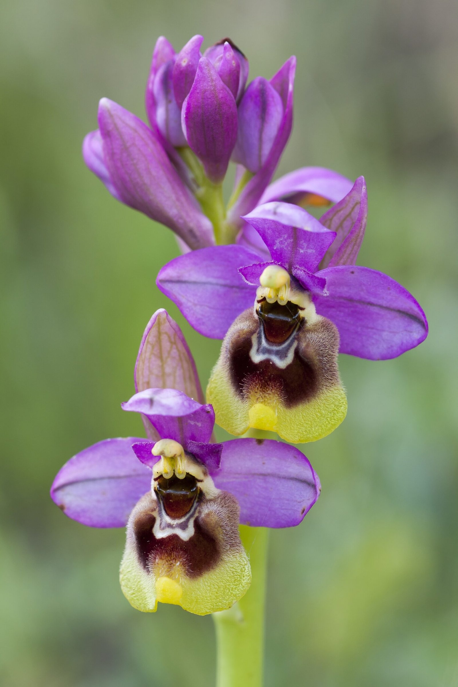 Bee Orchids (Ophrys apifera)