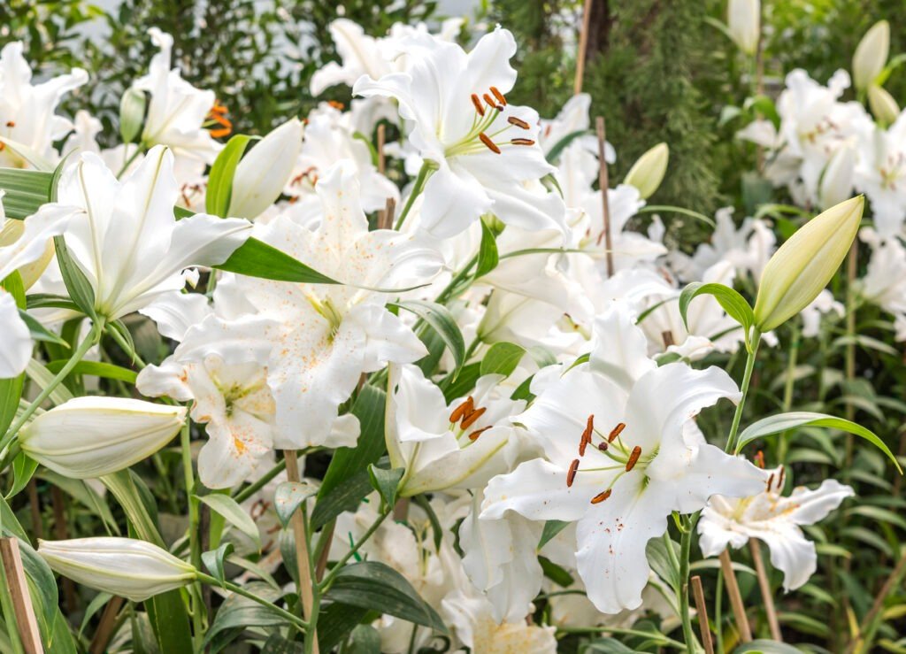 Lilies-Lily Flowers