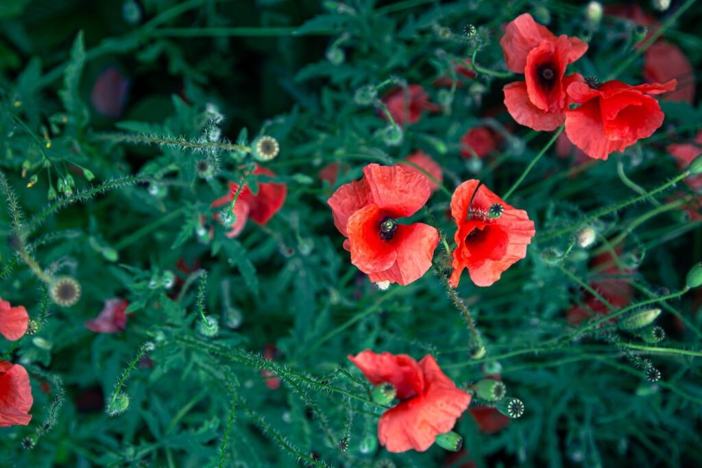 Poppy Flowers