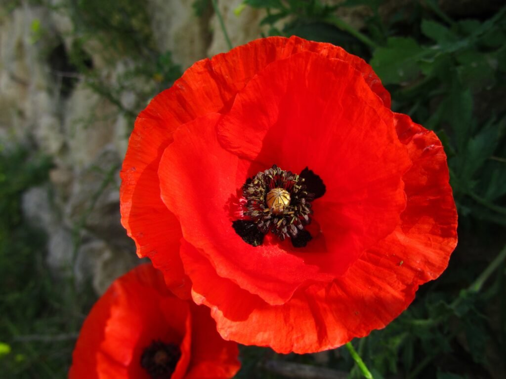 Poppy flower