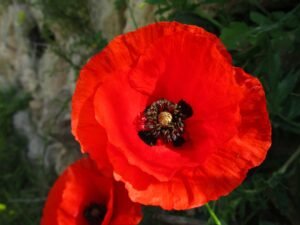 Read more about the article Exploring the Beauty and Significance of Poppy Flowers