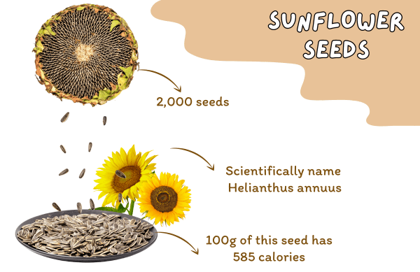 sunflower, sunflower seeds, Weight Loss, and Health Benefits