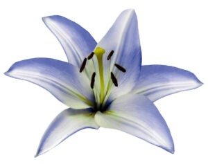 Lily flowers Perfect Gift