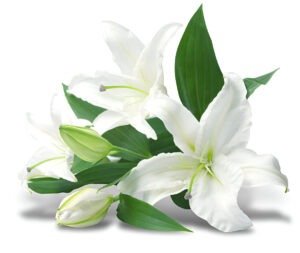 Lily flowers Perfect Gift