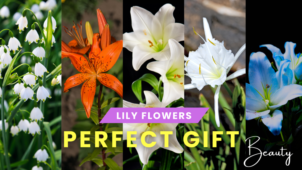 Lily Flowers Perfect Gift