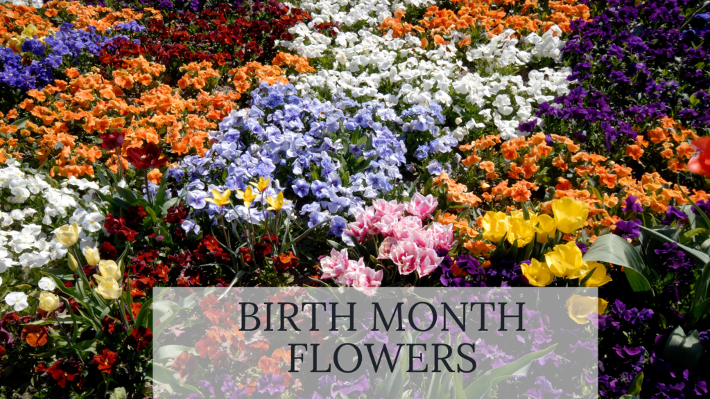 Read more about the article Birth Month Flowers: Discover What is my Birth Flower?