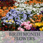 Birth Month Flowers: Discover What is my Birth Flower?
