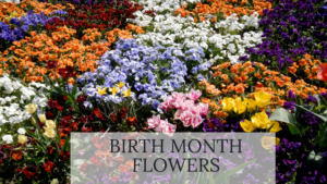 Birth Month Flowers: Discover What is my Birth Flower?