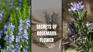 Read more about the article the Secrets of Rosemary Flower: Nature’s Hidden Gem for Health and Beauty