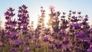Fragrant Flowers in Perfumery