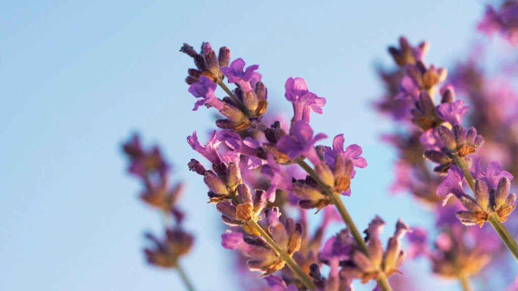 Read more about the article Lavender Flower Inspiration: Meaning, Symbolism, and Beautiful Bouquet Quotes