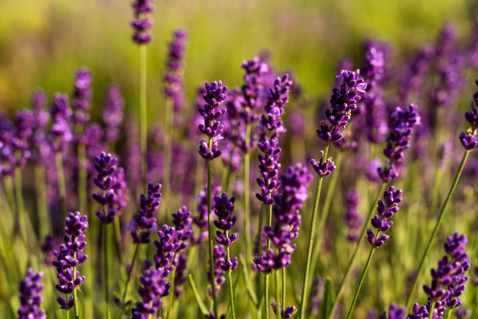 7 Stunning Lavender Flowers: Beauty, Meaning, and Care Guide