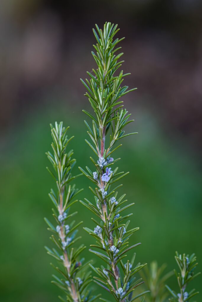 Rosemary Flower