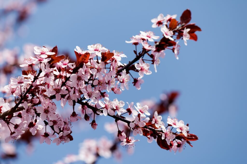 Early spring flowers