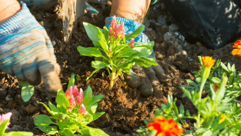 National Flower Day Easy to Grow Flowers in Pots, Flower Garden Home, Best Flower Plants for Home Garden, Best Flower Plants for Home Garden, Flowering plants for shady gardens