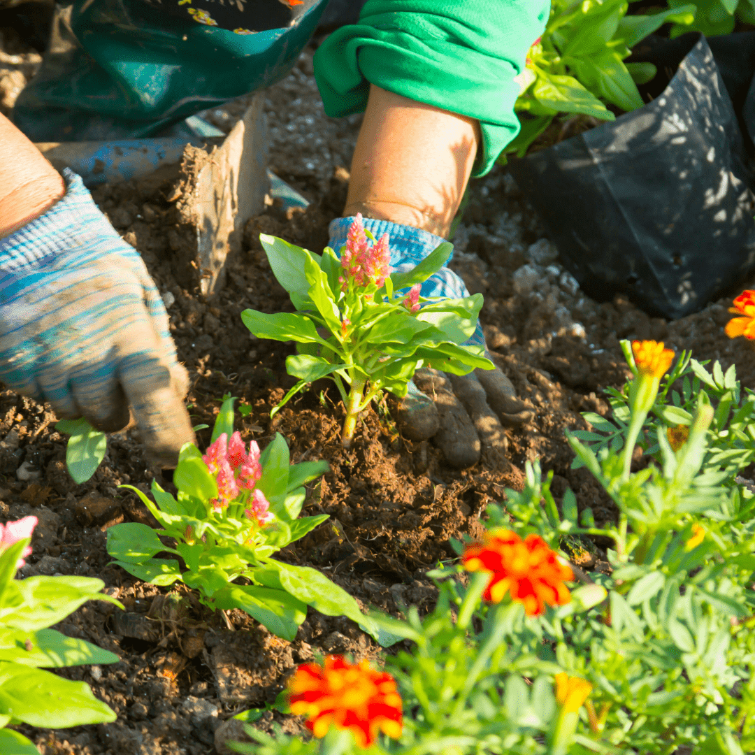 10 Flowering Plants Perfect for First-Time Gardeners