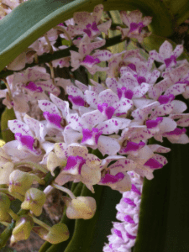 6 Beautiful Flowers to Plant in March for a Vibrant Summer Garden